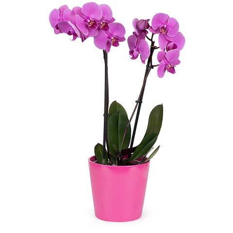 Orchidee violette 2 branches avec pot
