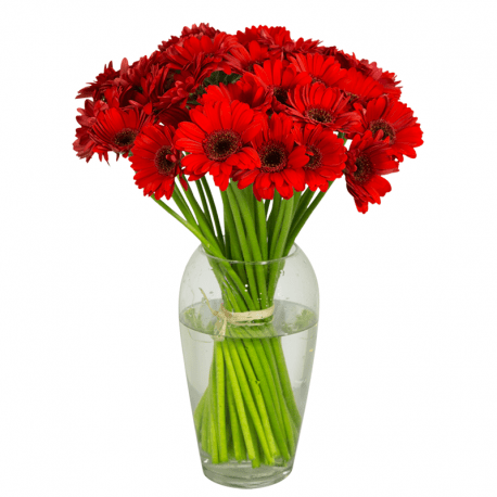 Bouquet de gerbera rouges