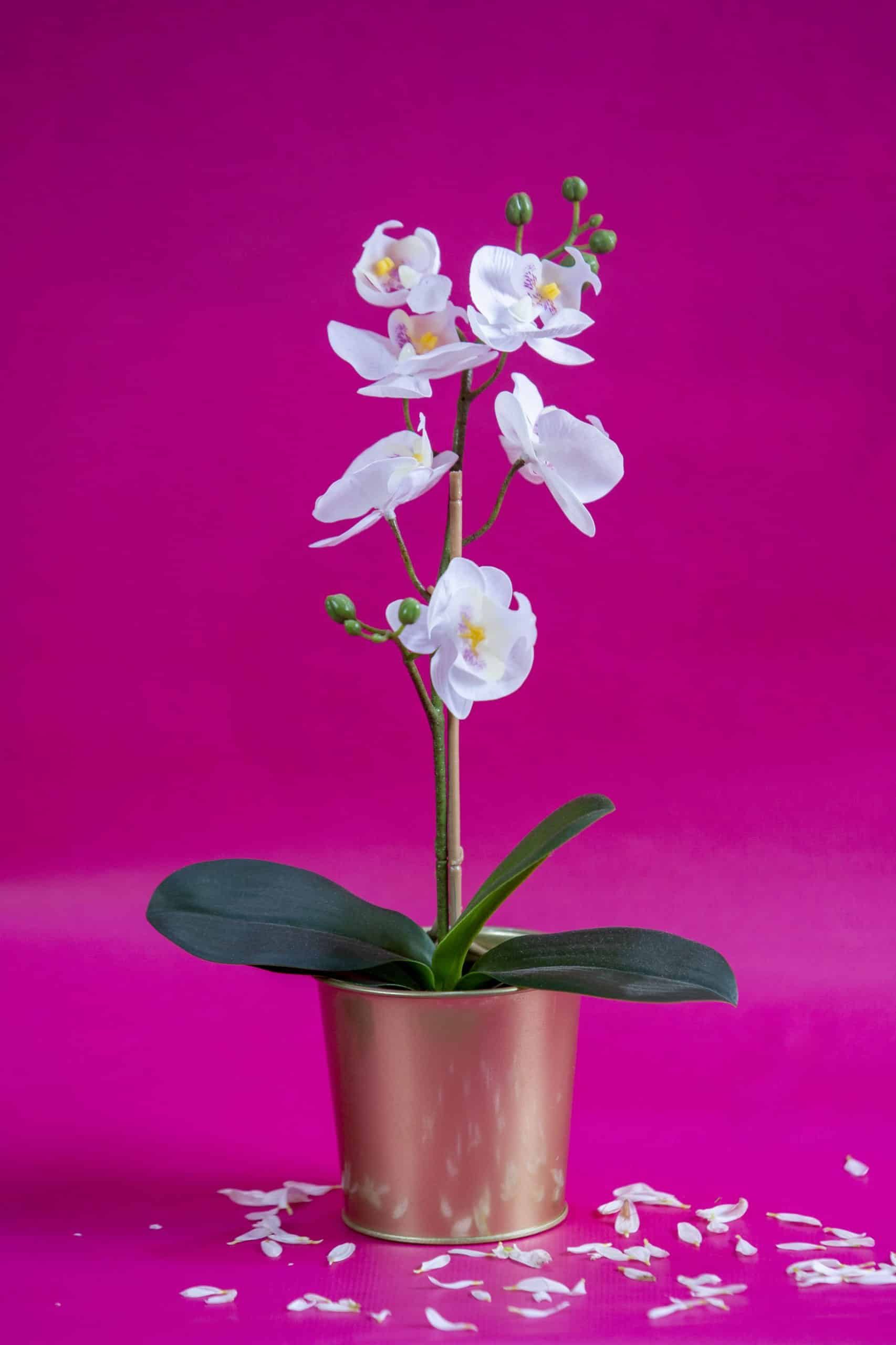 orchidée artificielle avec pot doré